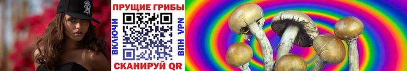 где купить наркотик  Темников  Галлюциногенные грибы мицелий 